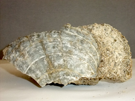 塗り壁材骨材・阿寒貝化石類(タカハシホタテとプランクトン)